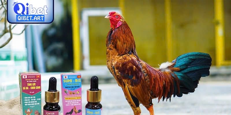 Tầm quan trọng của các loại thuốc nuôi gà đá