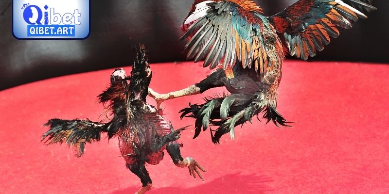 Chọi gà văn hoá dân gian đầy hấp dẫn