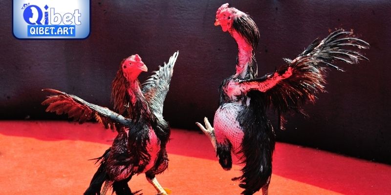 Kinh nghiệm chơi gà đá qua thần thái