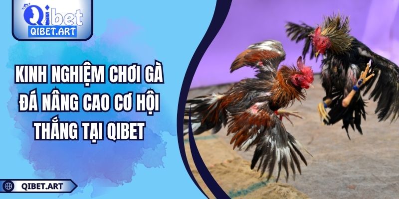Kinh Nghiệm Chơi Gà Đá Nâng Cao Cơ Hội Thắng Tại Qibet