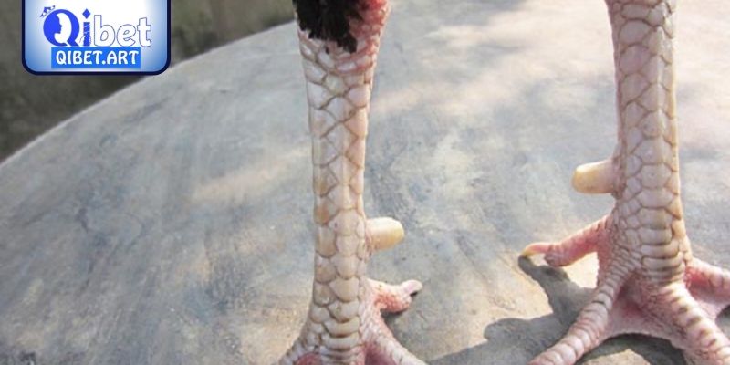 Đặc điểm phong cách thi đấu của gà mang vảy ngũ quỷ
