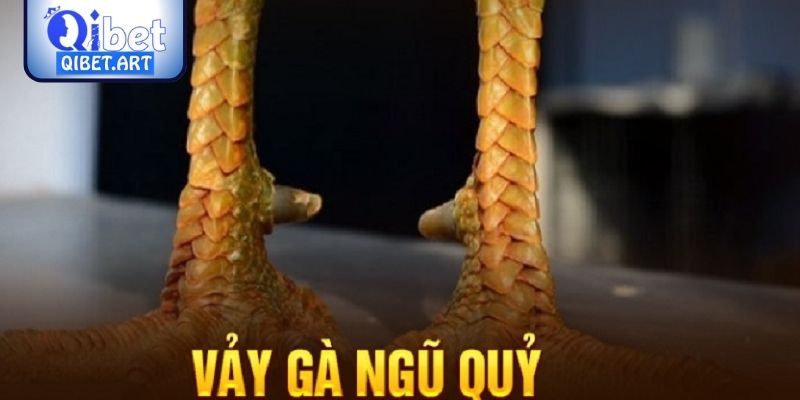 Phân tích vảy ngũ quỷ trong giới gà đá