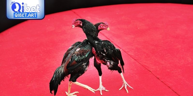 Từ vựng chuyên dụng trong huấn luyện và chăm sóc chiến kê