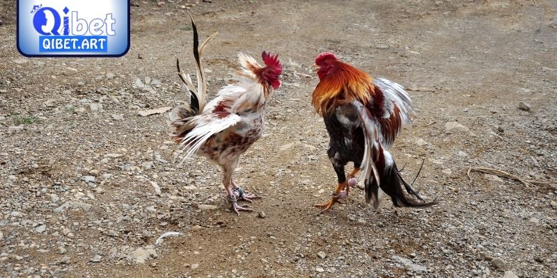 Thuật ngữ trong đá gà thường dùng trong các trận đấu
