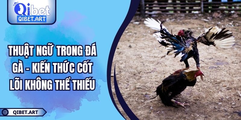 Thuật Ngữ Trong Đá Gà – Kiến Thức Cốt Lõi Không Thể Thiếu